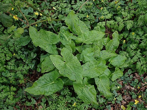 Snakeshead: Cuckoo-pint