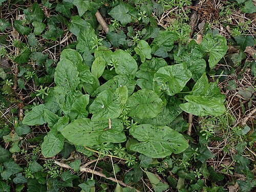 Snakeshead: Cuckoo-pint