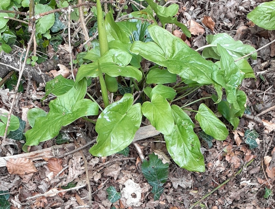 Snakeshead: Cuckoo-pint