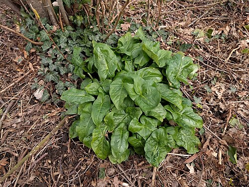 Snakeshead: Cuckoo-pint