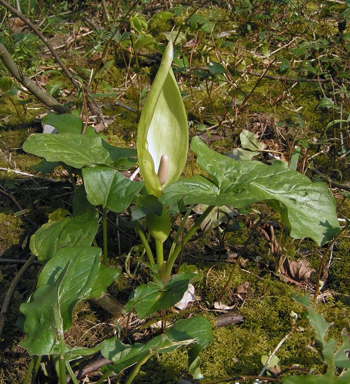 Snakeshead (Arum maculatum)