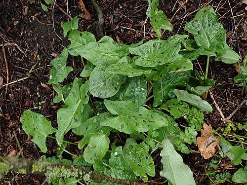 Snakeshead: Cuckoo-pint