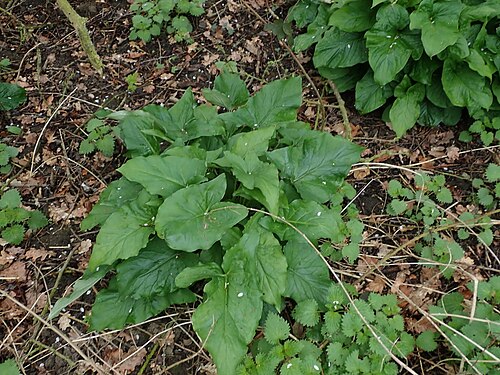 Snakeshead: Cuckoo-pint