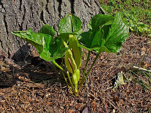 Snakeshead: Arum maculatum , Araceae, Wild Arum, Lords and Ladies, Jack in the Pulpit, Devils and Angels, Cows and Bulls, Cuckoo-Pint, Adam and Eve, Bobbins, Naked Boys, St