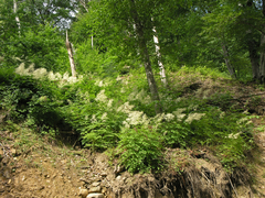 Aruncus sylvester (Aruncus sylvester)