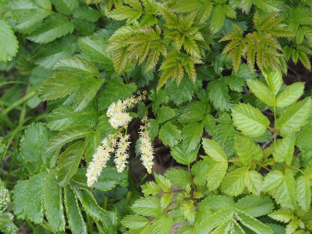 Aruncus sylvester (Aruncus sylvester)