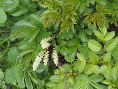 Aruncus sylvester (Aruncus sylvester)