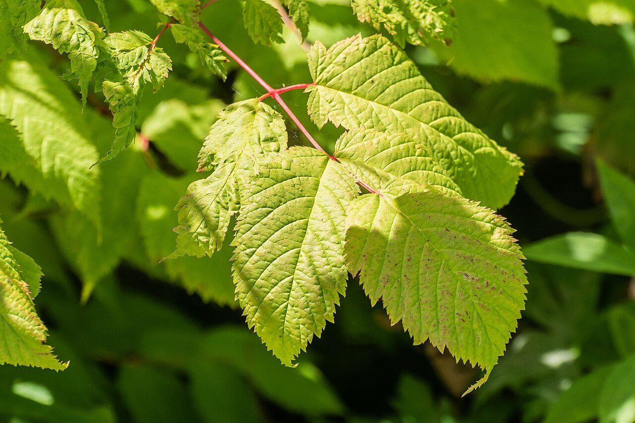 Aruncus sylvester: Aruncus sylvester in Jardin des 5 sens in Yvoire, Haute-Savoie, France