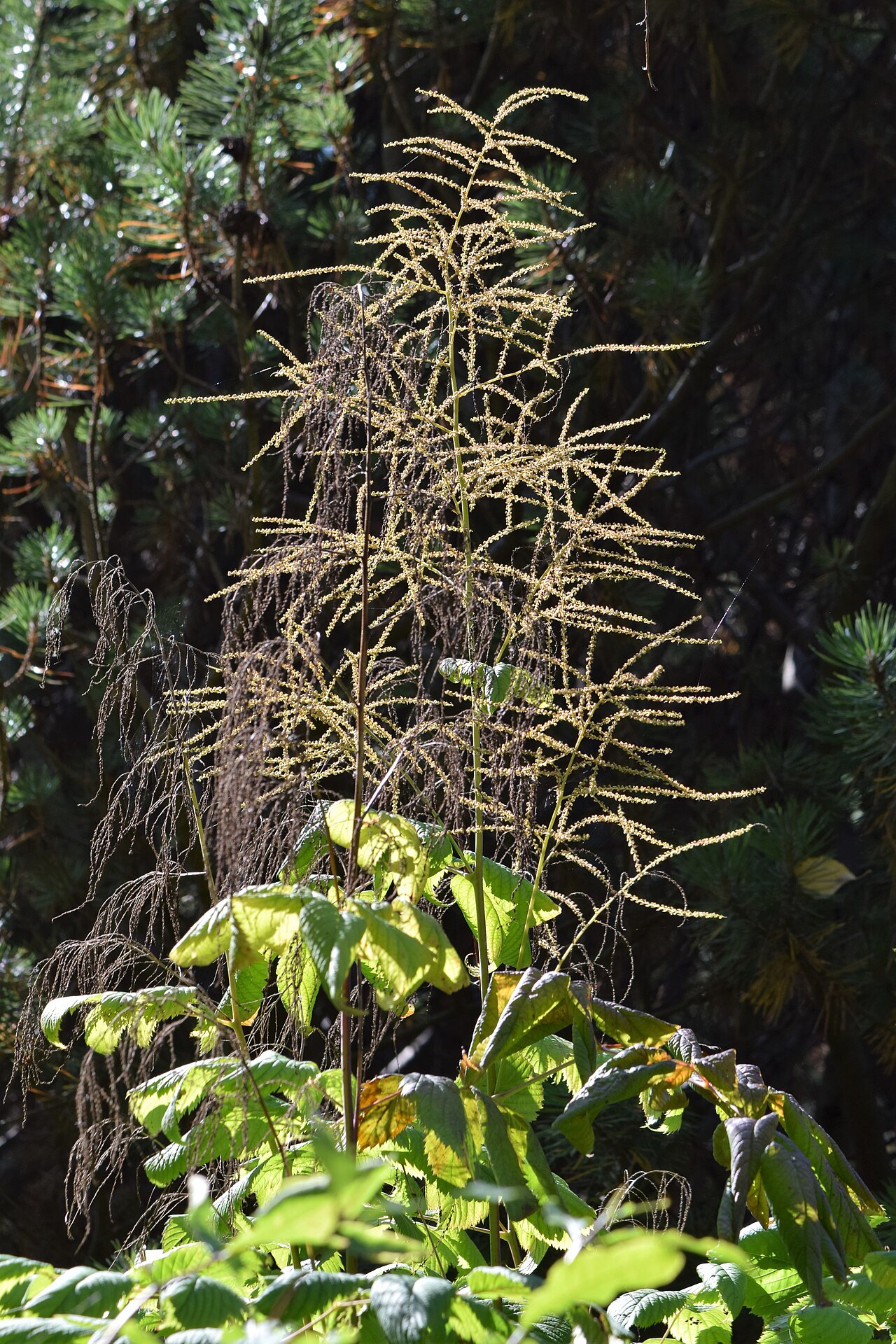 Aruncus sylvester: Aruncus sylvester in botanical garden in Poznań