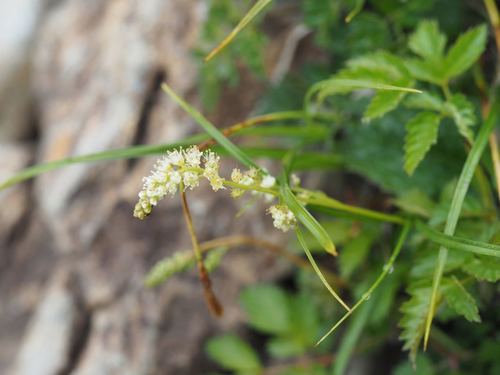 Aruncus sylvester (Aruncus sylvester)