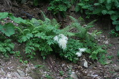 Aruncus sylvester (Aruncus sylvester)