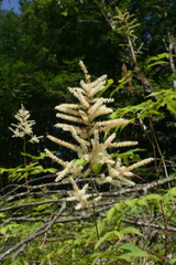 Aruncus sylvester (Aruncus sylvester)
