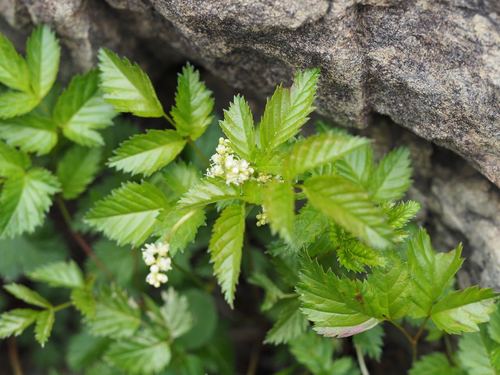 Aruncus sylvester (Aruncus sylvester)