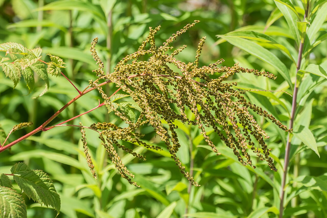 Aruncus sylvester: Aruncus sylvester in Jardin des 5 sens in Yvoire, Haute-Savoie, France