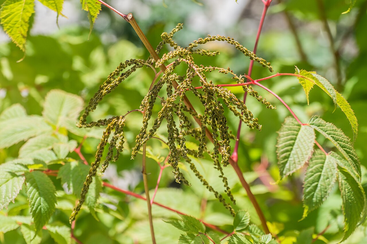 Aruncus sylvester: Aruncus sylvester in Jardin des 5 sens in Yvoire, Haute-Savoie, France