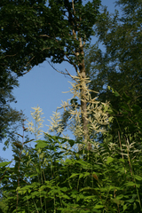 Aruncus sylvester (Aruncus sylvester)