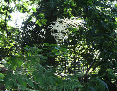 Aruncus sylvester (Aruncus sylvester)