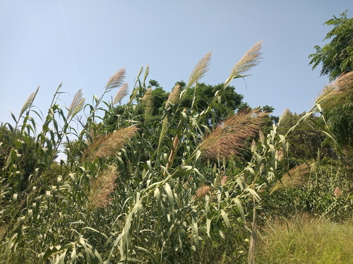 Giant reed (Arundo donax)