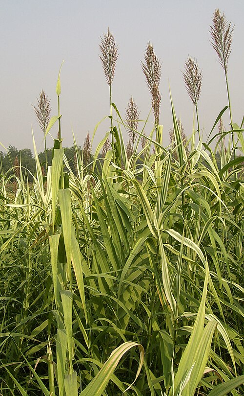 Giant reed: Arundo donax