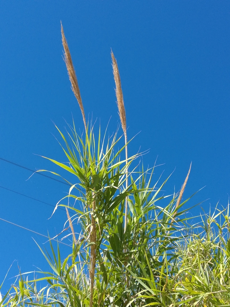 Giant reed (Arundo donax)