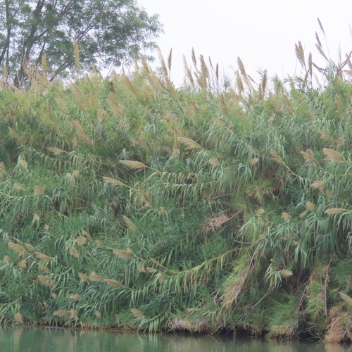 Giant reed (Arundo donax)