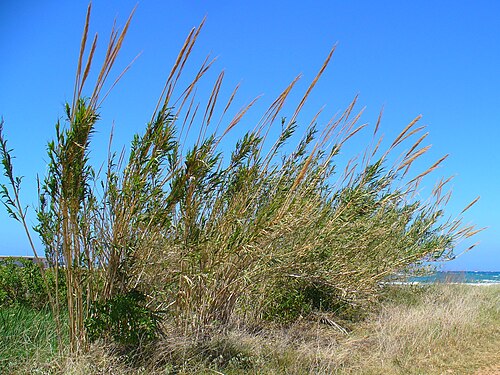 Giant reed: Arundo donax , Poaceae, Giant Cane, habitus; Gournes, Crete, Greece, Habitus. The roots are used in homeopathy as remedy: Arundo mauretanica