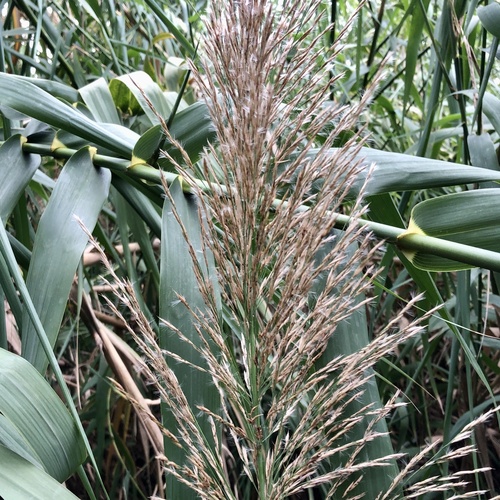 Giant reed (Arundo donax)