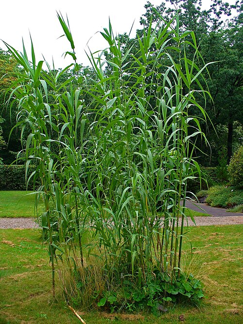 Giant reed: Arundo donax , Poaceae, Giant Cane, habitus; Botanical Garden KIT, Karlsruhe, Germany. The roots are used in homeopathy as remedy: Arundo mauretanica