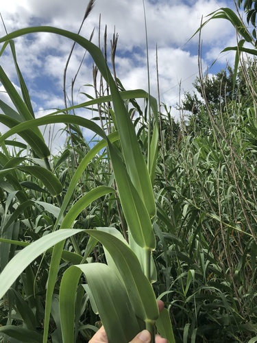 Giant reed (Arundo donax)
