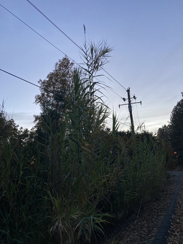 Giant reed (Arundo donax)