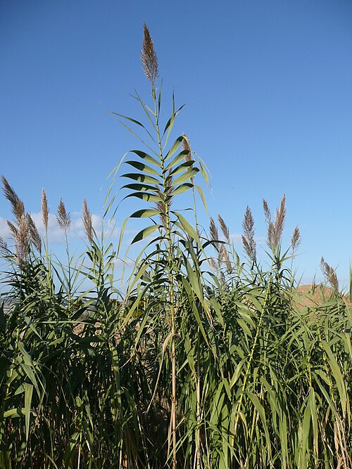 Giant reed: Arundo donax , Colonnella, Abruzzi, eastern Italy.