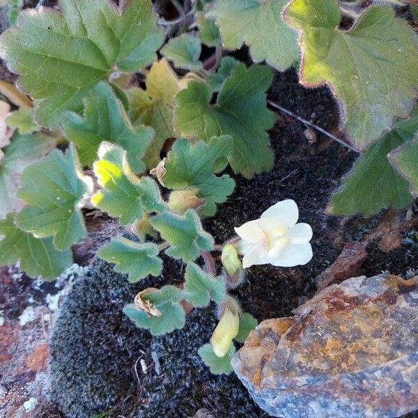 Asarina procumbens (Asarina procumbens)