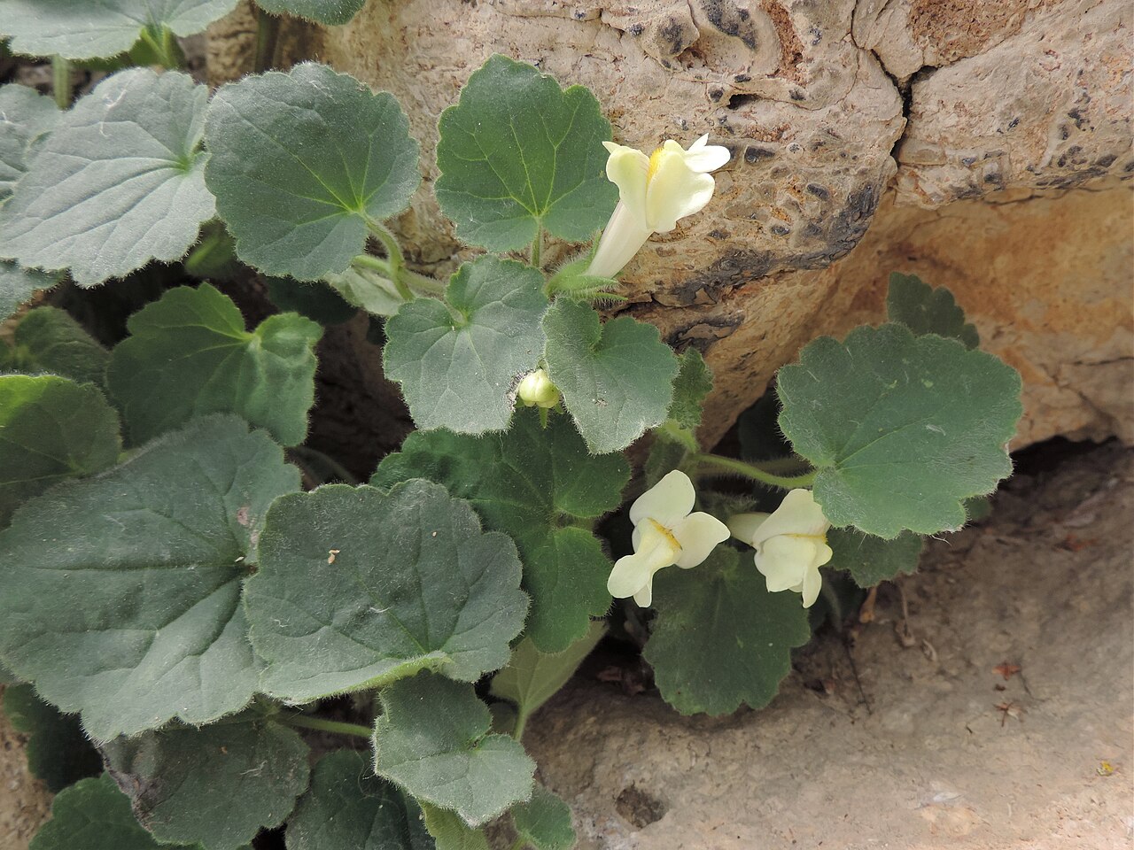 Asarina procumbens: Asarina procumbens in Neuer Botanischer Garten der Universität Göttingen