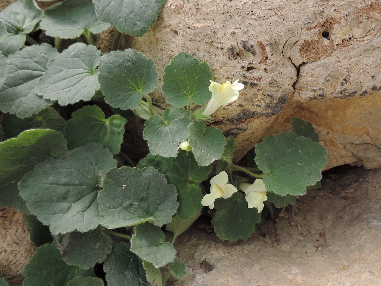 Asarina procumbens: Asarina procumbens in Neuer Botanischer Garten der Universität Göttingen