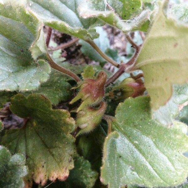Asarina procumbens (Asarina procumbens)