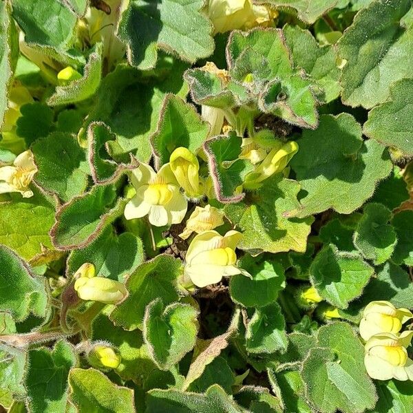 Asarina procumbens (Asarina procumbens)