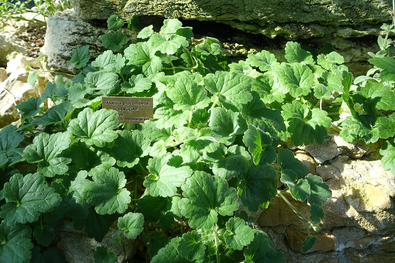 Asarina procumbens: Botanical specimen in the Bergianska trädgården - Stockholm, Sweden.