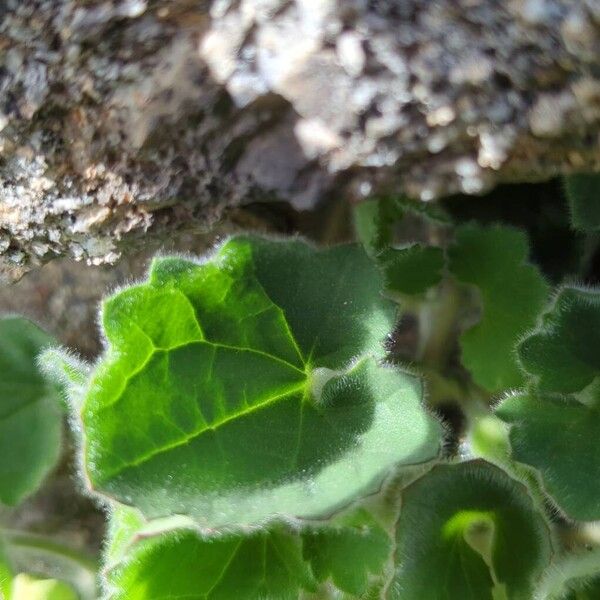 Asarina procumbens (Asarina procumbens)