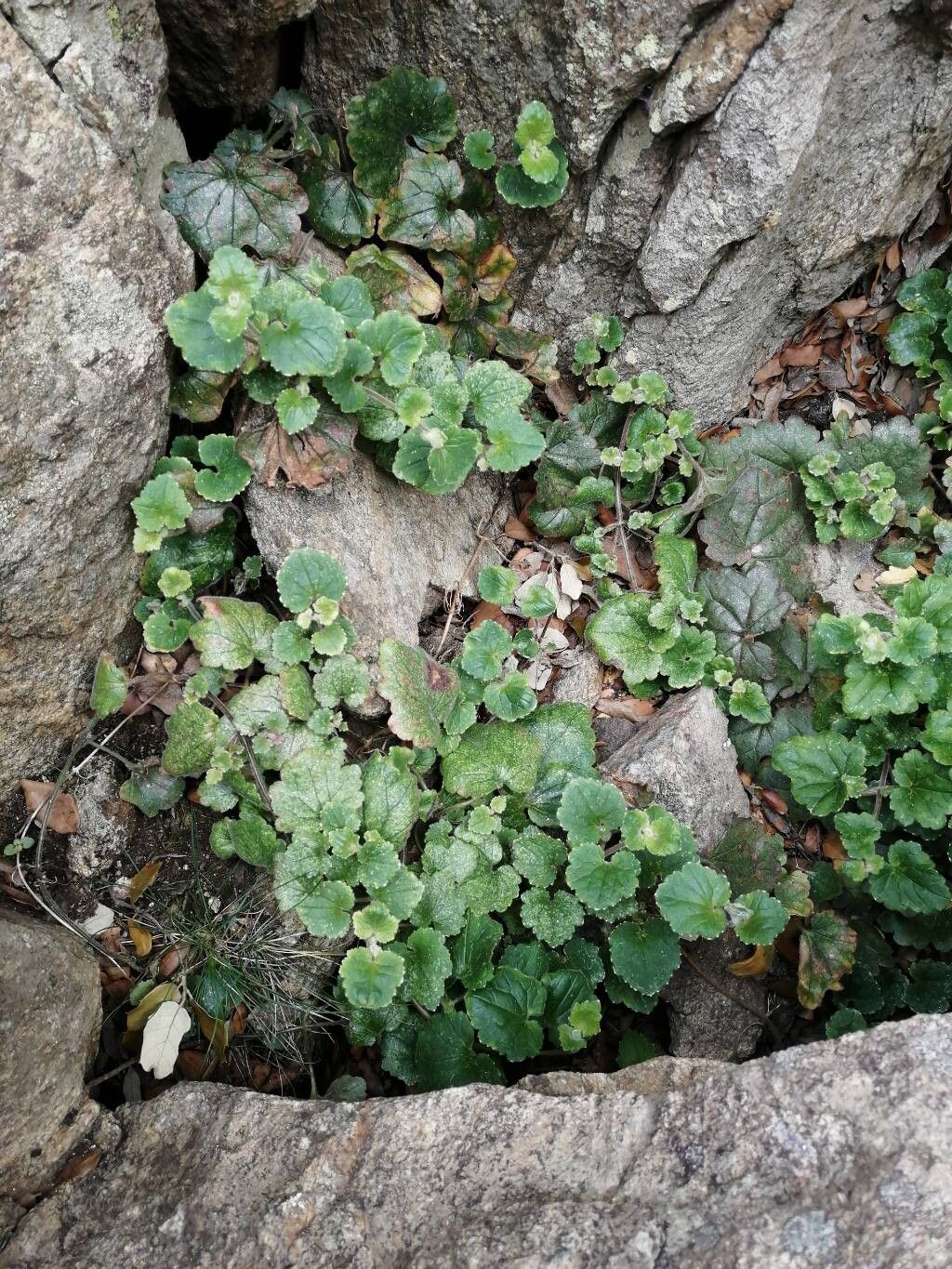 Asarina procumbens (Asarina procumbens)