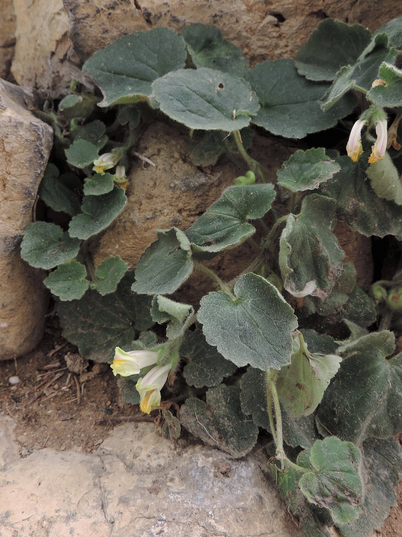 Asarina procumbens: Asarina procumbens in Neuer Botanischer Garten der Universität Göttingen