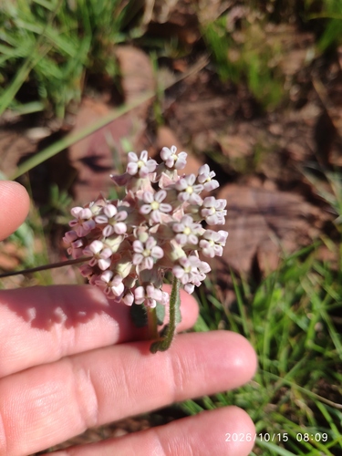 Asclepias adscendens (Asclepias adscendens)