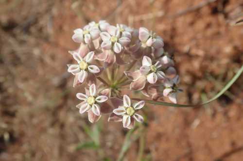 Asclepias adscendens (Asclepias adscendens)