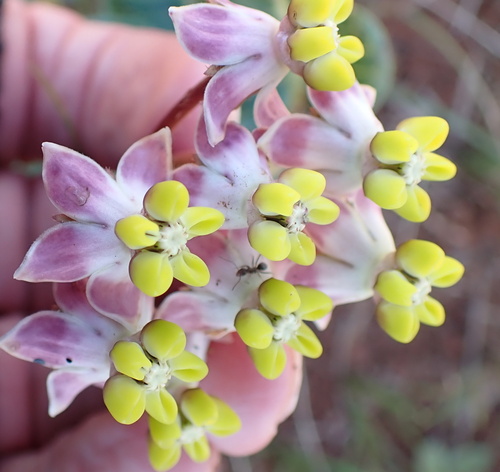 Asclepias albens (Asclepias albens)