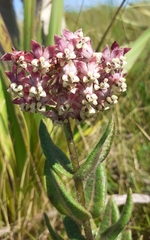 Asclepias albens (Asclepias albens)