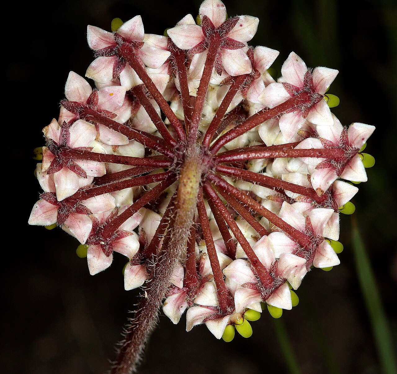 Asclepias albens: Asclepias albens , inflorescence turned sideways; viewed from the back. In grassland, Sikhombe Forest to Mtentu Camp, Pondoland, Eastern Cape, South Africa
