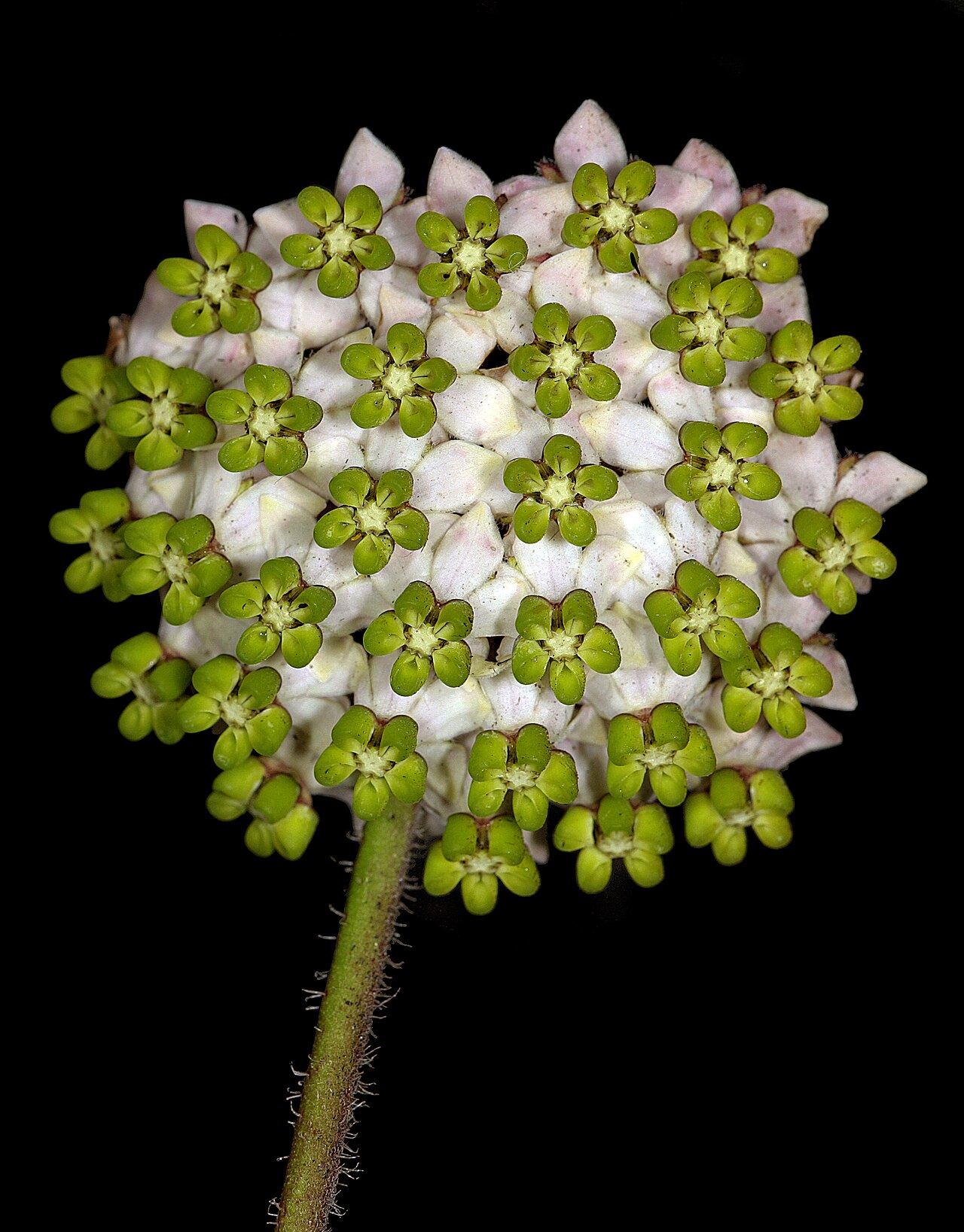 Asclepias albens: Asclepias albens , inflorescence turned sideways; viewed from the front. In grassland, Sikhombe Forest to Mtentu Camp, Pondoland, Eastern Cape, South Africa