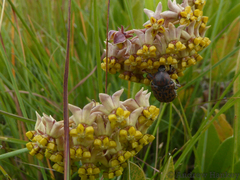 Asclepias albens (Asclepias albens)