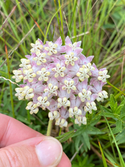 Asclepias albens (Asclepias albens)