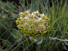 Asclepias albens (Asclepias albens)