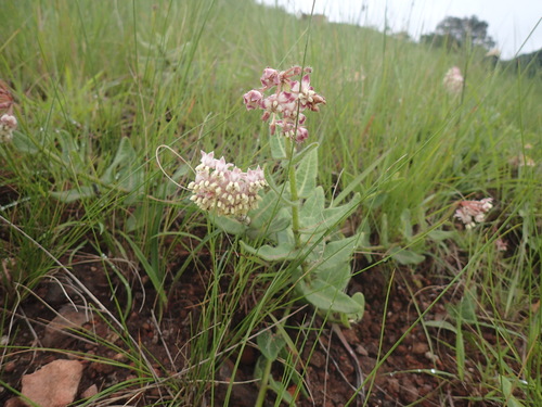 Asclepias albens (Asclepias albens)